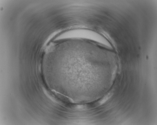 X0000065980060200603172125