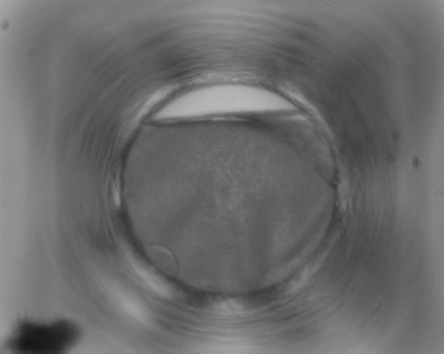 X0000065980062200603172125