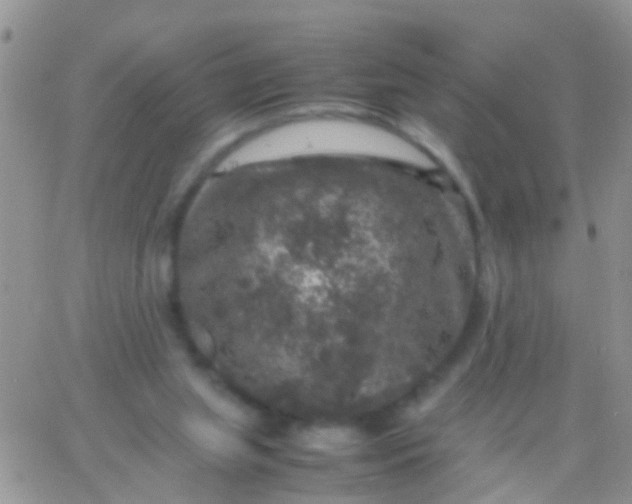 X0000065980063200603172125