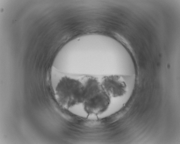 X0000065980065200603172125