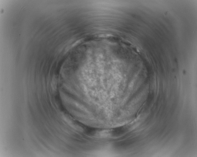 X0000065980078200603172126