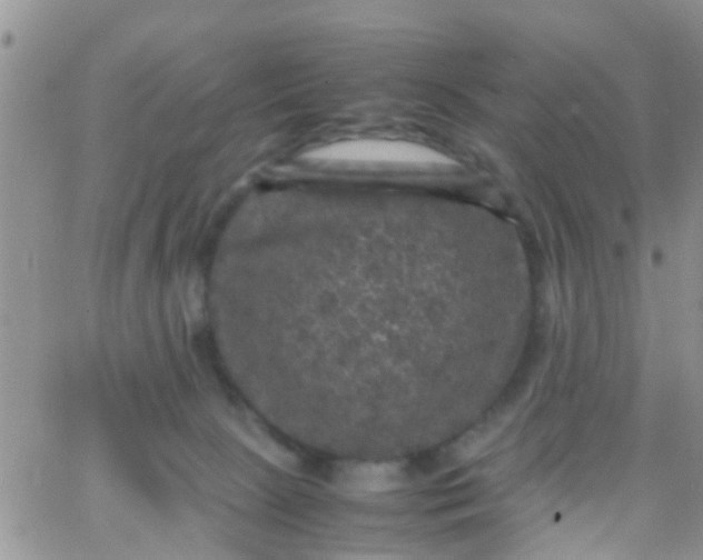 X0000065980081200603172126