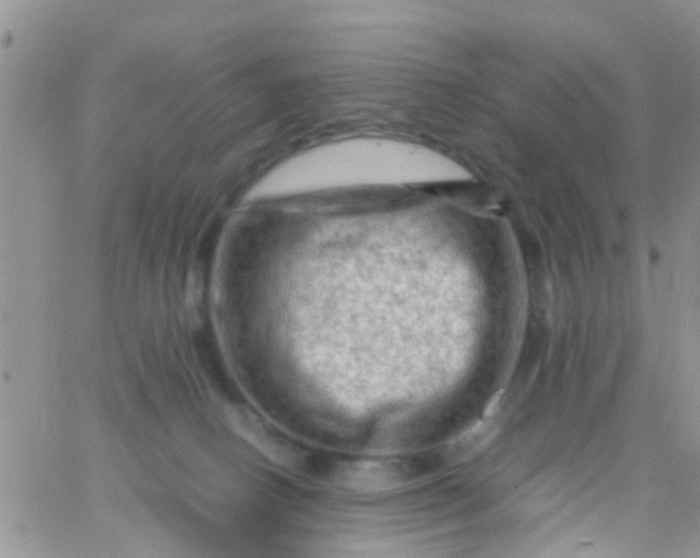 X0000065980082200603172126