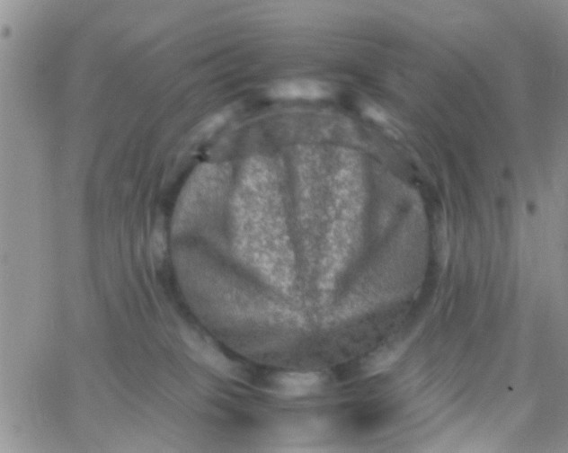 X0000065980085200603172126