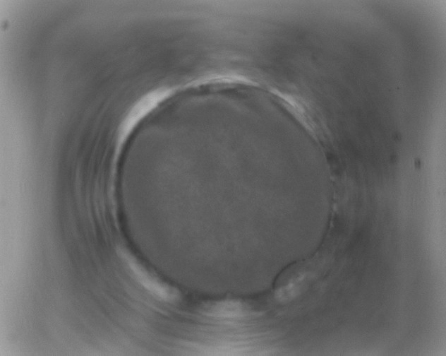 X0000065980104200603172125