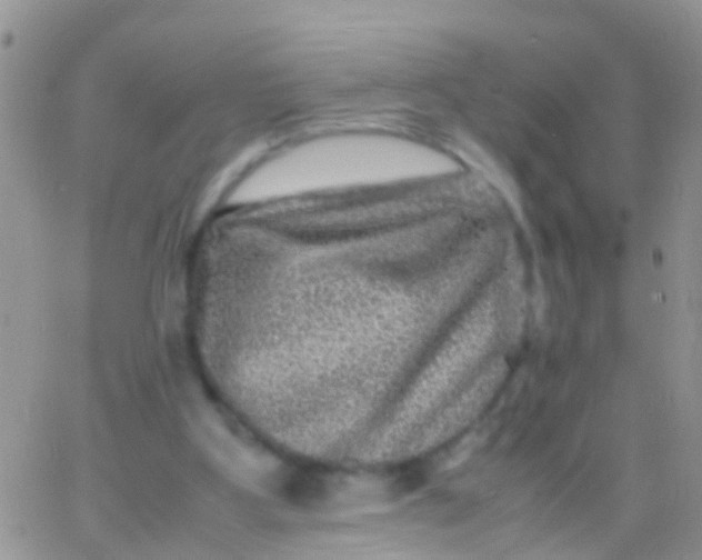 X0000065980107200603172125