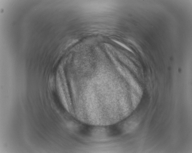 X0000065980123200603172125