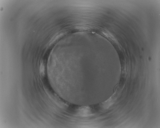 X0000065980124200603172125