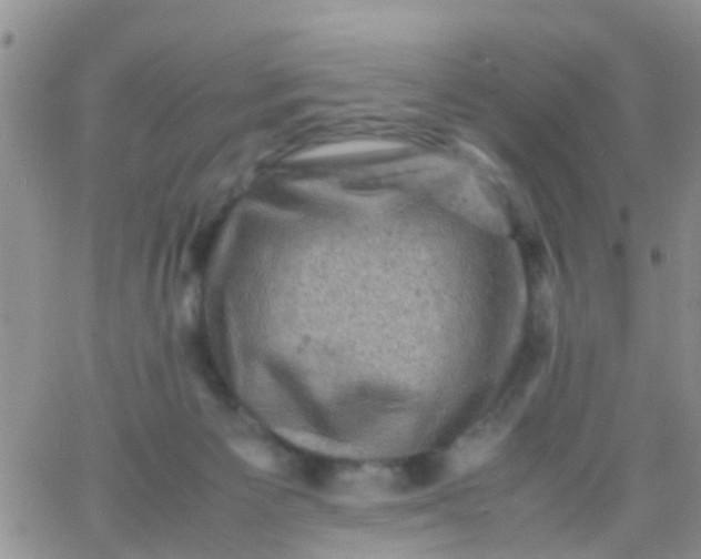 X0000065980125200603172125