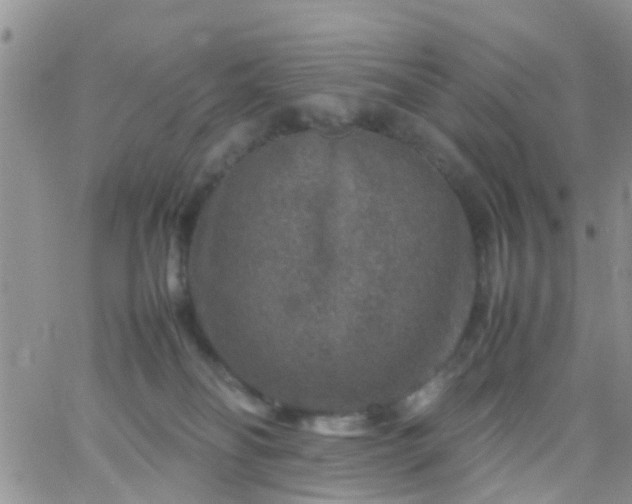 X0000065980134200603172125