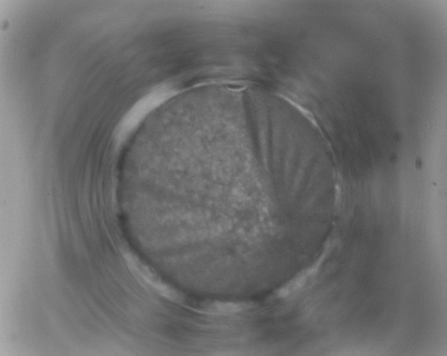 X0000065980149200603172124