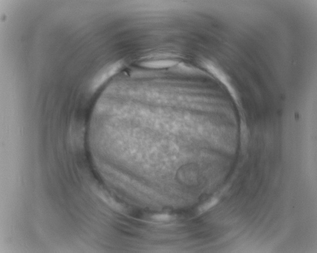 X0000065980153200603172124