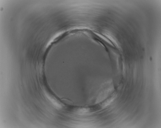 X0000065980156200603172124