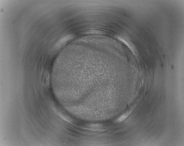 X0000065980157200603172124