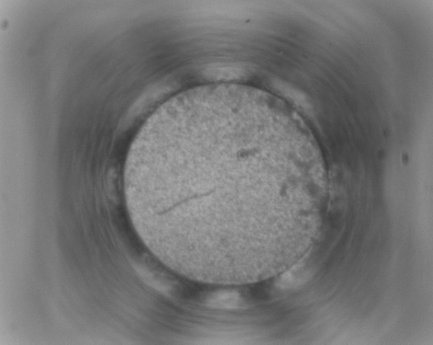 X0000065980162200603172124