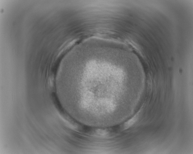 X0000065980166200603172124