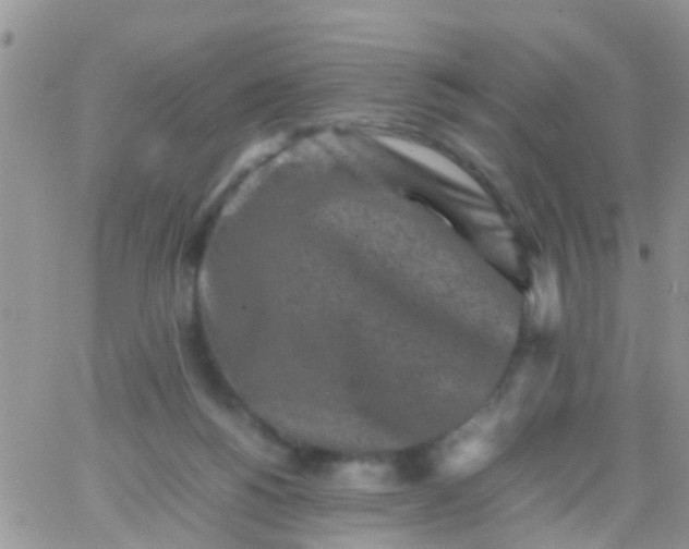 X0000065980168200603172124