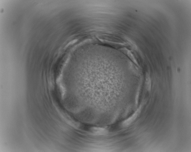 X0000065980170200603172124