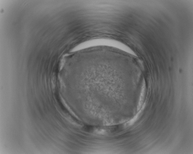 X0000065980174200603172124