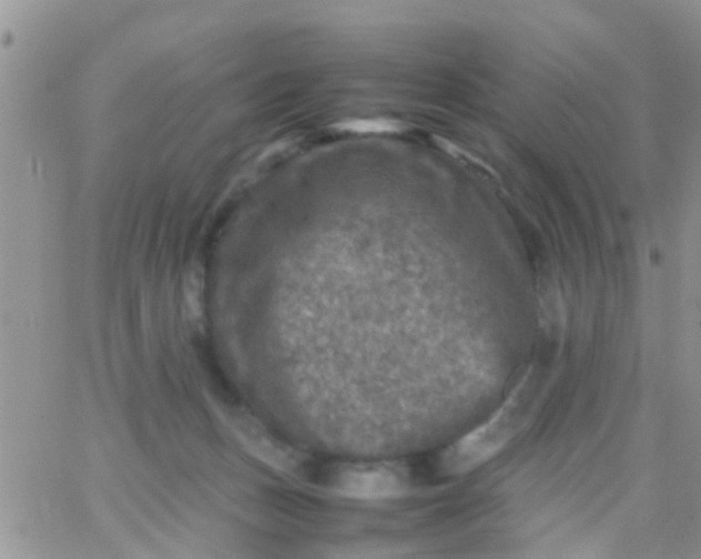 X0000065980175200603172124