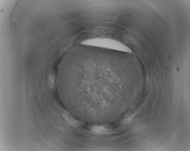 X0000065980177200603172124