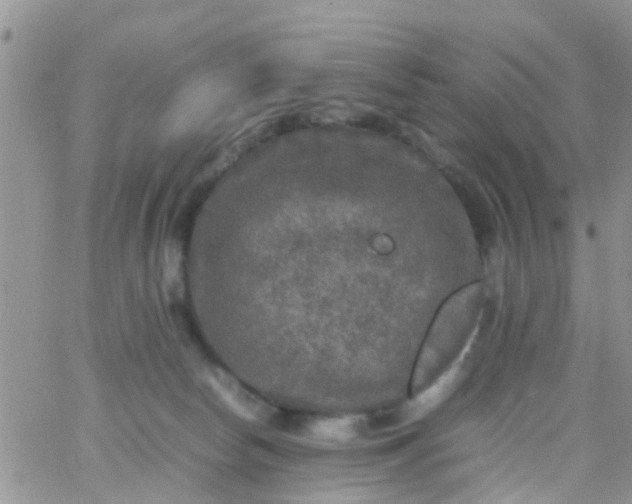 X0000065980178200603172124