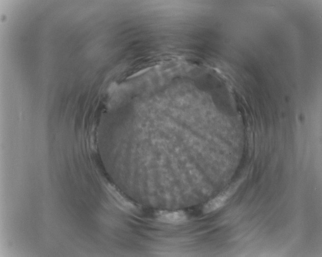 X0000065980185200603172124