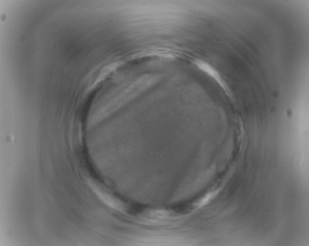 X0000065980205200603172123