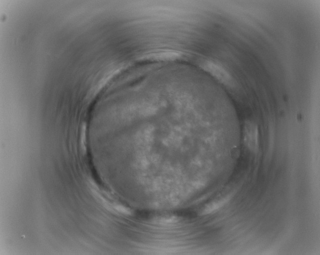 X0000065980206200603172123