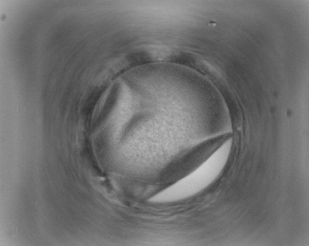 X0000065980221200603172123