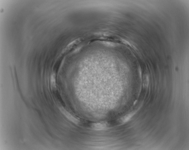 X0000065980238200603172123