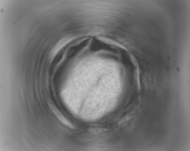 X0000065980242200603172122