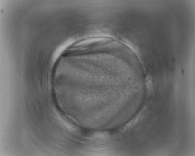 X0000065980248200603172122