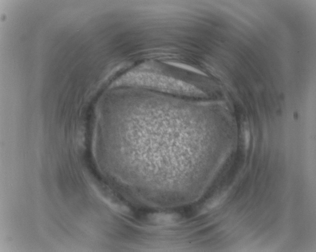 X0000065980255200603172122