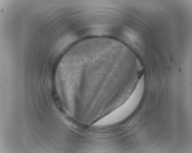 X0000065980256200603172122