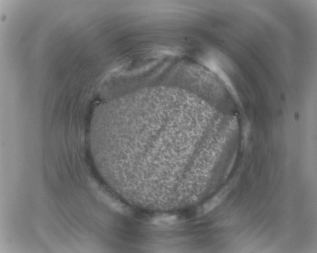 X0000065980257200603172122