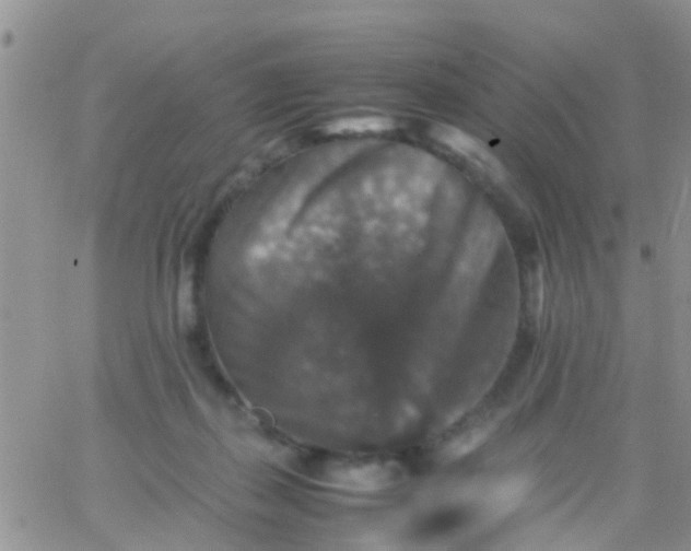 X0000065980267200603172122