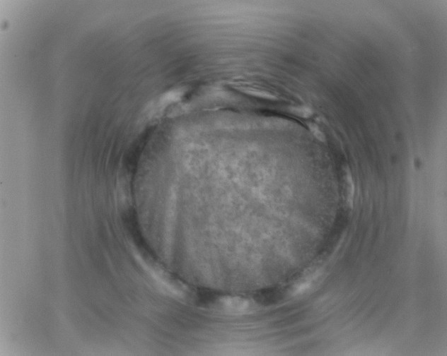 X0000065980272200603172123