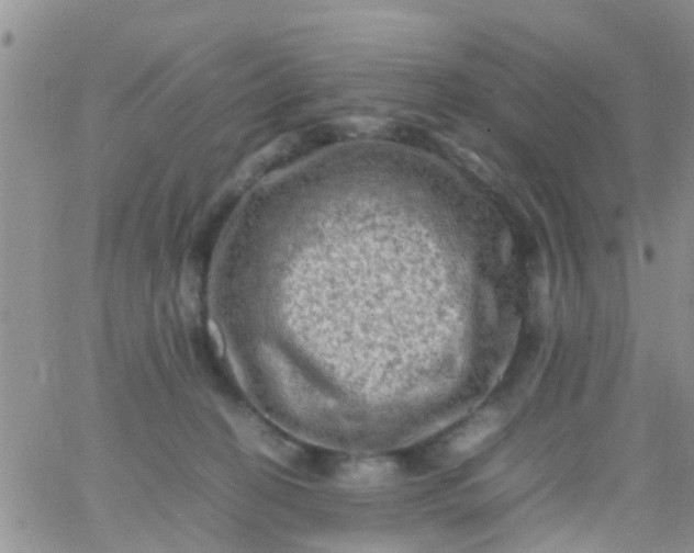 X0000065980274200603172123