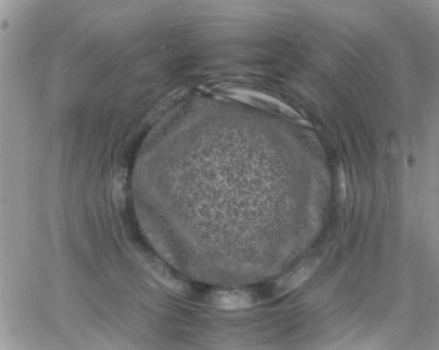 X0000065980275200603172123