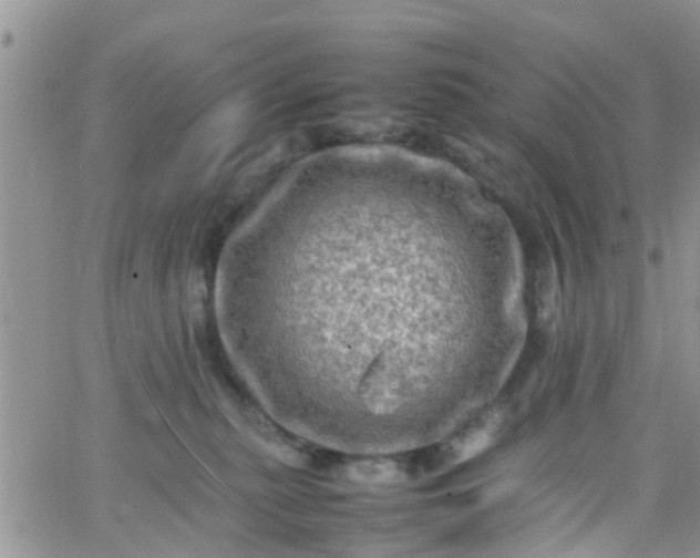 X0000065980279200603172123