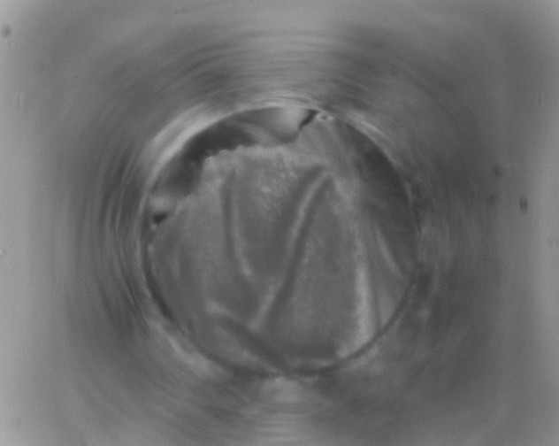 X0000065980290200603172122