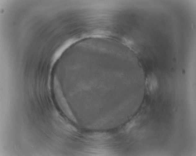 X0000065980292200603172122