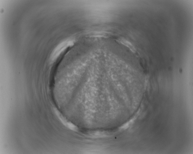 X0000065980293200603172122