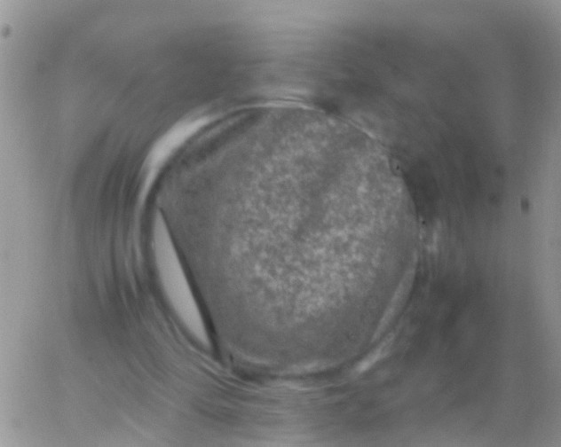 X0000065980294200603172122