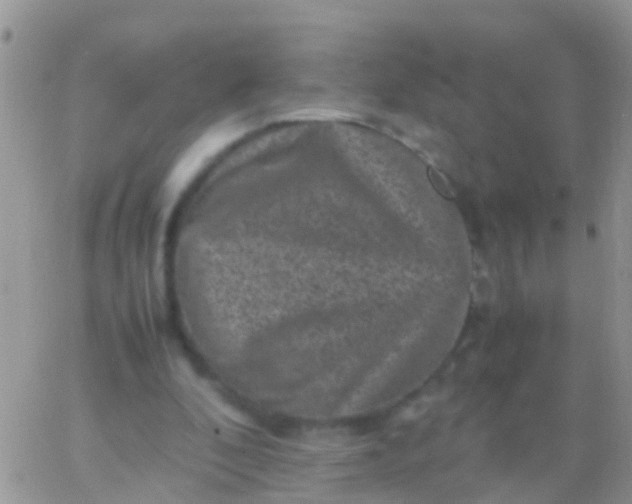 X0000065980296200603172122