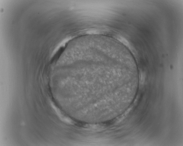 X0000065980297200603172122