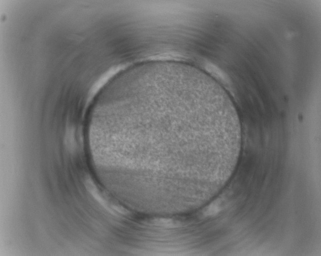 X0000065980298200603172122