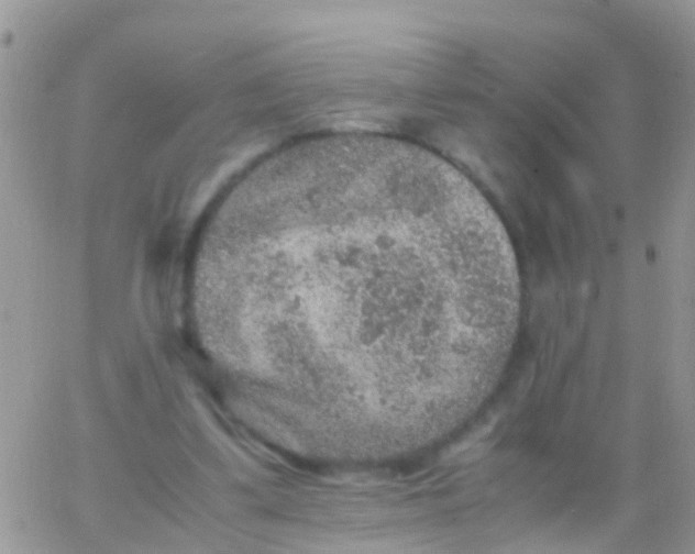 X0000065980299200603172122