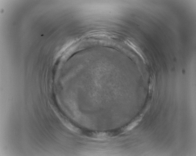 X0000065980301200603172122